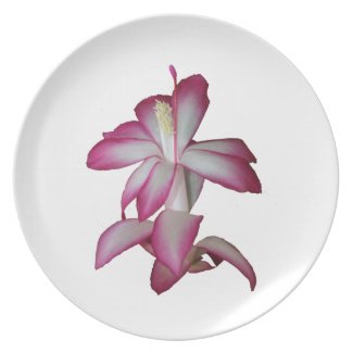 Cactus pink and white flower, succulent bloom plate