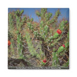Cactus plant, Colca Canyon, Peru, South America De Fridge Magnets