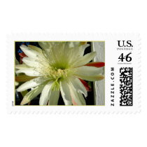 Cactus postage by annienbart Cactus postage
