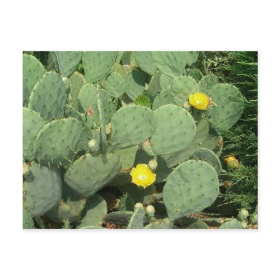 Cactus Postcard by greatphotos