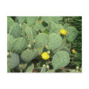 Cactus Postcard