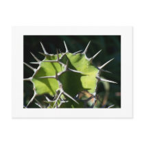 Cactus postcards