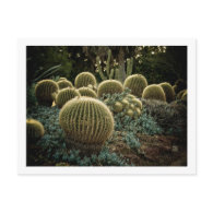 Cactus Post Card
