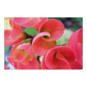 Cactus posters by maleliahonu Cactus posters