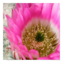 cactus posters