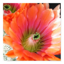 cactus posters
