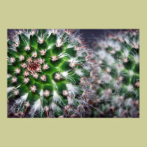 cactus posters