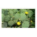 Cactus profile cards by greatphotos Cactus profile cards
