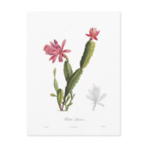 Cactus speciosus postcards