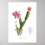 Cactus speciosus posters