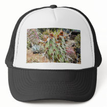 Cactus Spines Thorns Cacti hats by lifesphere Cactus Spines Thorns Cacti hats