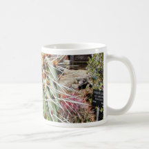 Cactus Spines Thorns Cacti Mugs