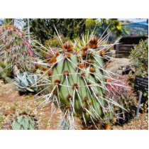 Cactus Spines Thorns Cacti photo sculptures
