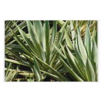 Cactus stationary stationery
