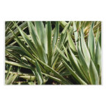 Cactus stationary stationery