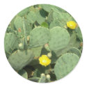 Cactus Sticker by greatphotos Cactus Sticker
