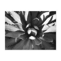 Cactus Teeth postcards