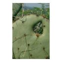 Cactus Window posters