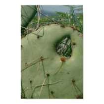 Cactus Window posters