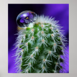 Cactus with African Violet in waterdrop Posters