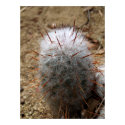 Cactus with Fur Poster posters