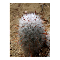 Cactus with Fur Poster posters