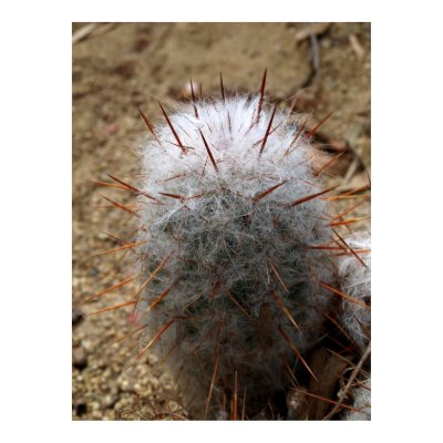Cactus with Fur Poster by Gilliand_Photo