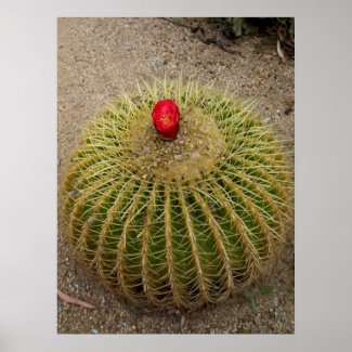 Cactus with Red Flower Poster print