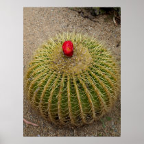 Cactus with Red Flower Poster