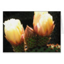 Cactus with White Flowers cards