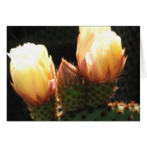 Cactus with White Flowers cards