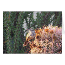 Cactus Wren cards