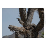 Cactus Wren Card cards
