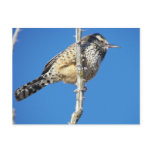 Cactus Wren Post Card