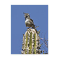Cactus Wren Post Cards