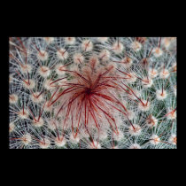 Cactus's spiky center posters