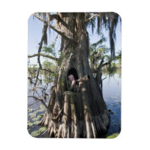 Caddo Lake, hunting blind Rectangle Magnets