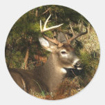 Cade"s Cove Buck Stickers