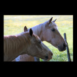 Cades Cove Horses 1 Print