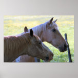 Cades Cove Horses 1 Print