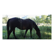 Cades Horse Photo Greeting Card