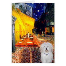 Cafe - Coton de Tulear 4b Cards