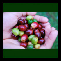 Cafe Series - Coffee Cherries Poster posters