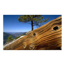Cage or Aquarium Background - Tree & Log posters