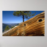Cage or Aquarium Background - Tree & Log posters