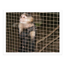 Caged Monkey (Postcard) postcards
