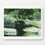 caiman alligator mouse mats