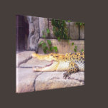 Caiman Crocodile Stretched Canvas Print canvas prints