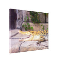 Caiman Crocodile Stretched Canvas Print