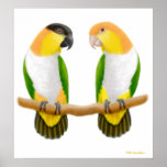 Caique Parrot Love, Caique Parrot Love, Caique ... posters